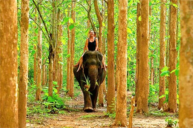 Laos_Tourism_Elephant_Fores.gif